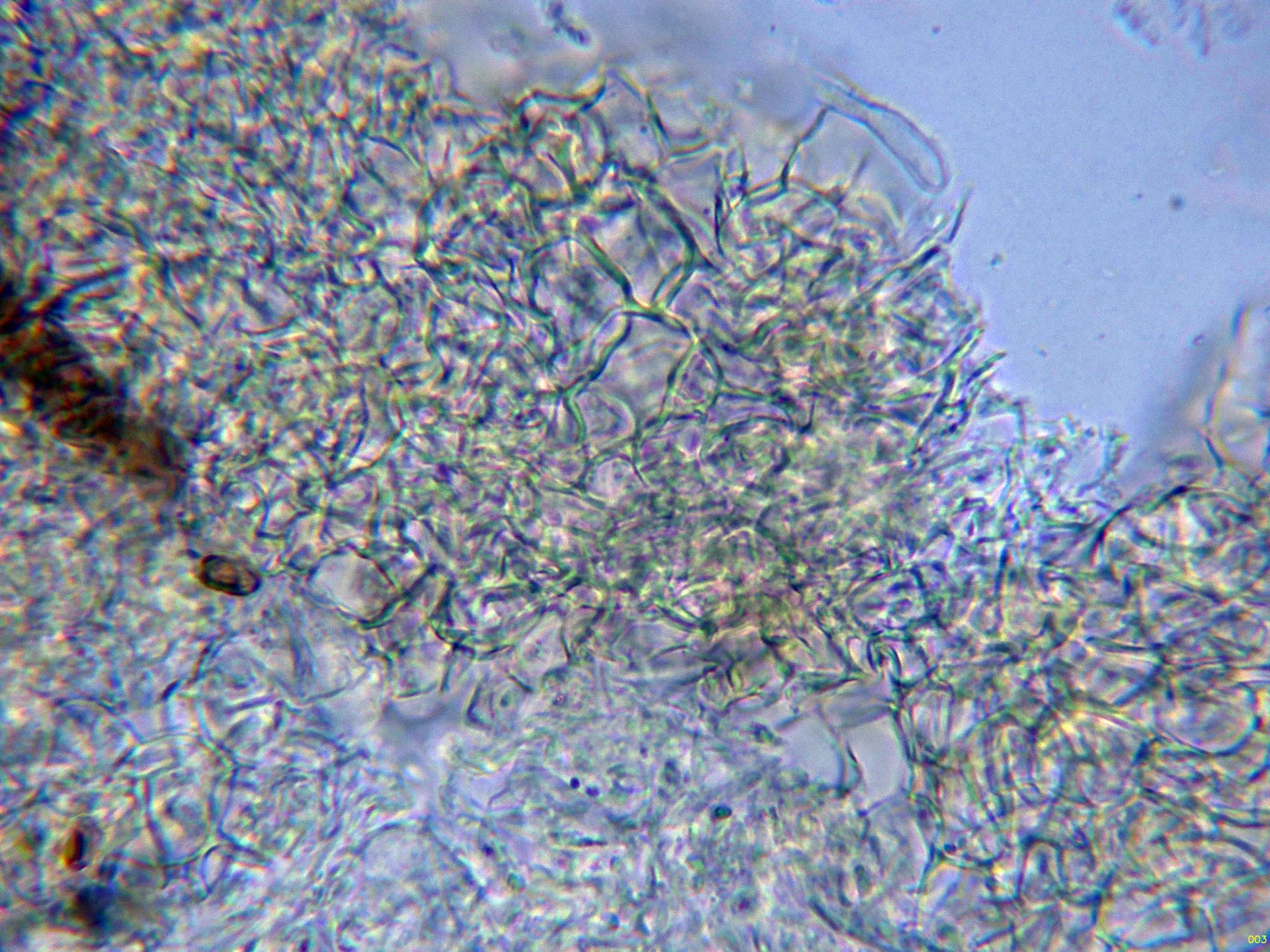 12 - Esclerocio agua-003